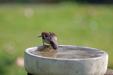 House sparrow (Passer domesticus), male, birdbath, thirsty, The sparrow has dipped its beak deep