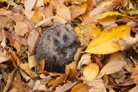 European hedgehog (Erinaceus europaeus) adult animal on fallen autumn leaves, England, United