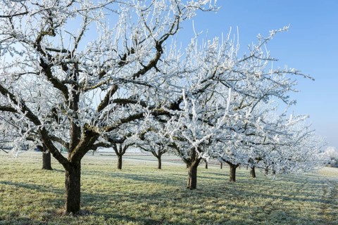 Fields covered with fruit trees in a frosty winter landscape under a blue sky near Waiblingen,