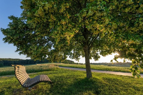 Blooming linden tree with wooden bench and warm sunset light in a relaxed spring countryside, Baden
