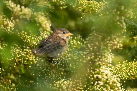 House sparrow (Passer domesticus) adult bird on a garden Pyracantha bush flowering in the summer,