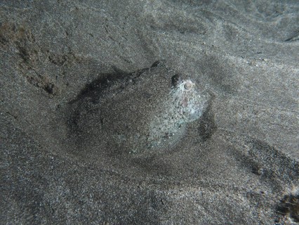 A juvenile Common cuttlefish (Sepia officinalis) lies well camouflaged in the lava sand of the