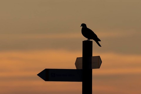 Wood pigeon (Columba palumbus) adult bird on a signpost silhouette at sunset, RSPB Minsmere nature