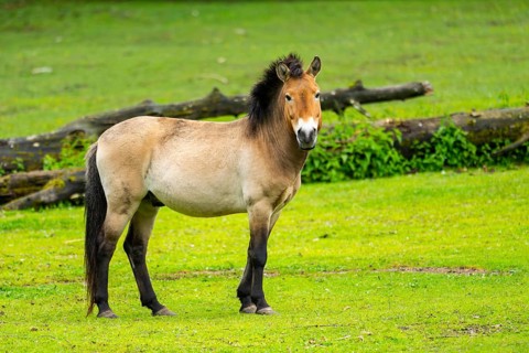 Przewalski's horse (Equus ferus przewalskii) standing on a meadow, Austria, Germany