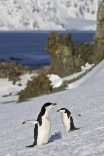Chinstrap Penguin (Pygoscelis antarcticus), Antarctica