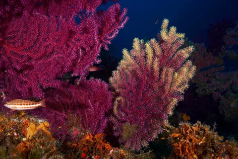 Multicoloured Violescent sea-whip (Paramuricea clavata) with fish swimming by in the deep blue sea,