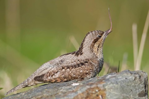 Eurasian Wryneck (Jynx torquilla) perched on a stump with extended tounge, Wales, United Kingdom