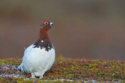 Moorschneehuhn, Willow Grouse, Willow Ptarmigan, Red Grouse, Lagopus lagopus, Lagopède des saules,