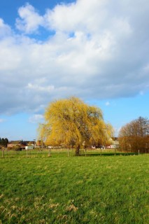 Isolated standing willow tree on a wide green meadow with blue sky, Willow, Ilsede, Lower Saxony,