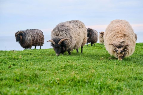 Domestic sheep (Ovis aries) 'Heidschnucke moorland sheep' on a meadow, Helgoland, Germany