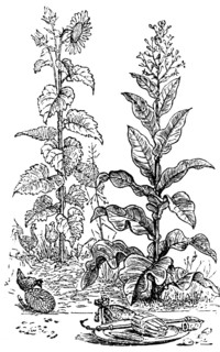 Inflorescence and leaves of a tobacco plant (Nicotiana), nightshade plant (Solanaceae), state of