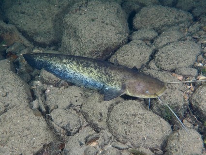 A catfish (Silurus glanis), Waller, rests on the rocky ground under water. Dive site Zollbrücke,