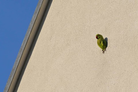 Rose-ringed Parakeet (Psittacula krameri) at nesting hole in house front, Baden-Wuerttemberg,