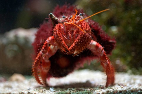 Red Hermit Crab (Dardanus calidus) in an aquarium, Germany