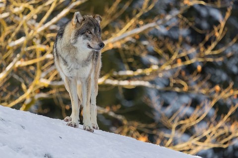 An adult male grey wolf (Canis lupus lupus) stands on a sloping, snow-covered meadow at the edge of
