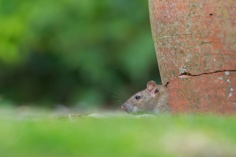 Brown rat (Rattus norvegicus) adult rodent animal looking out of a broken plant pot on a garden