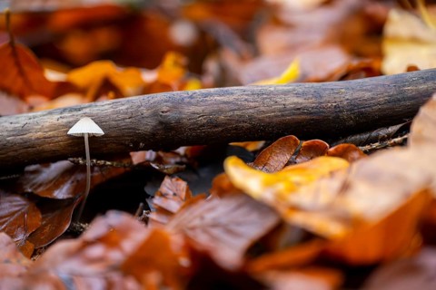 Milky mycena (Mycena galopus) mushroom in a forest in autumn, Bavaria, Germany