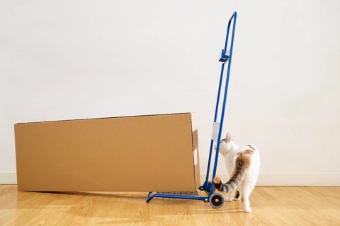 Curious cat sniffing around a blue hand truck with a large cardboard box positioned beside it on a