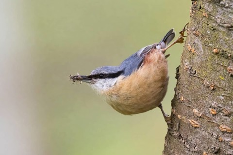 A nuthatch (Sitta europaea) on a tree trunk with insects in its beak in a natural environment,