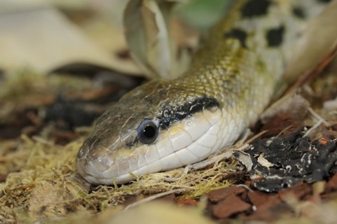 Taiwan beauty snake (Orthriophis taeniurus frisei, Elaphe taeniura frisei), captive, occurrence in