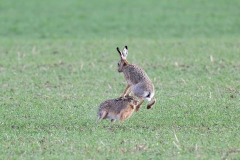 European hare (Lepus europaeus) mating season, so-called gathering time, hares fighting with each