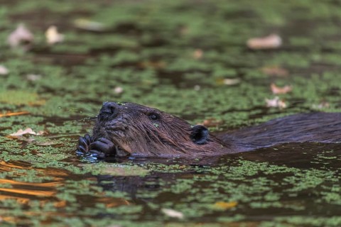 One North American beaver or Canadian beaver, Castor canadensis, swimming through a pond covered