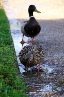 Pair of ducks, Germany
