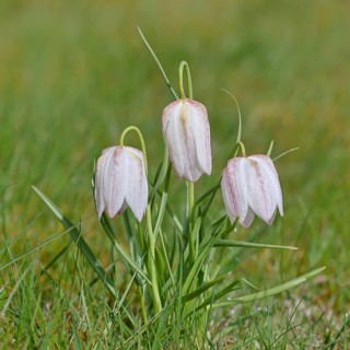 Snake's Head Fritillary (Fritillaria meleagris f. alba), white flower, also known as lapwing, in a