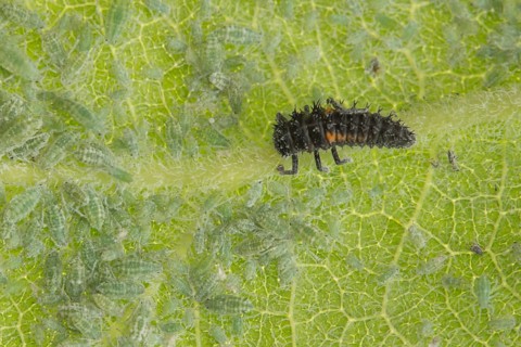 Seven-spot ladybird (Coccinella septempunctata) larva and Plum aphids (Hyalopterus pruni) on a plum