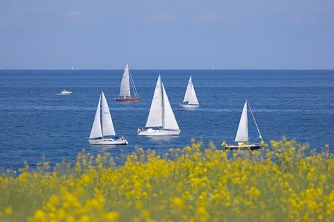 Sailing boats, rapeseed field, Baltic Sea, Altbülk, beaches, Schleswig-Holstein, Germany