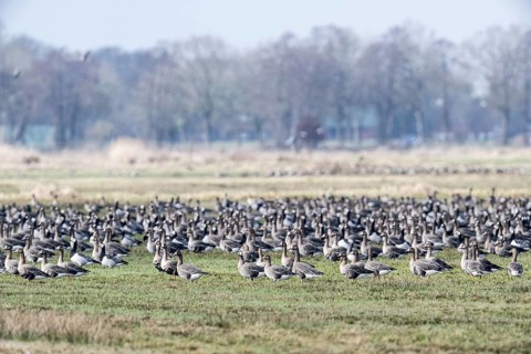White-fronted geese (Anser albifrons), Borgfelder Wümmewiesen, Bremen, Germany