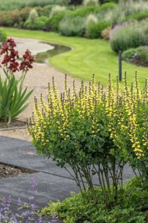Dyer's meringue (Baptisia 'Lemon Meringue'), Tuinen van Appeltern, Netherlands