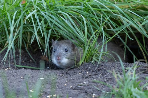 Brown rat (Rattus norvegicus) adult rodent animal looking out from a burrow hole in grassland,
