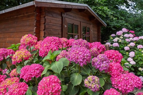 Funny garden with bright pink hydrangeas in front of a small wooden house, Münsterland, North
