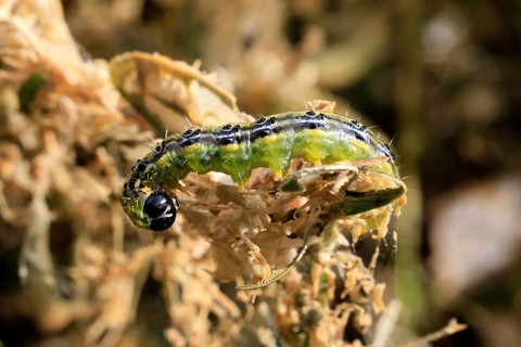 Box tree moth (Cydalima perspectalis), caterpillar, feeding on boxwood, clear feeding, Ellerstadt,