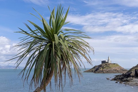 Palm tree, lighthouse, Mumbles Head, Gower Peninsula, Swansea Bay, Wales, Great Britain