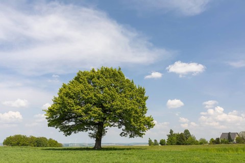 Single standing oak (quercus) on a hill in Burkersdorf, Kirchberg, Saxony, Germany
