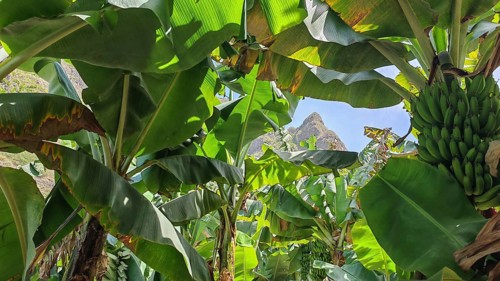 View through tropical banana leaves (musa) in a plantation towards the mountains and sunny sky,