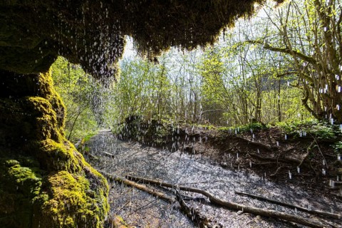Dietfurt Waterfall, a moss waterfall in the Wutach Gorge, Black Forest, Baden-Württemberg, Germany