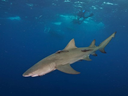 A lemon shark (Negaprion brevirostris) swimming near a diver in the deep blue ocean, dive site