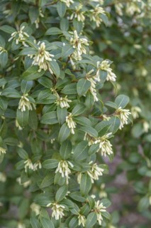 Scented flower (Osmanthus × burkwoodii), HBLFA Wien-Schönbrunn, Vienna, Vienna, Austria