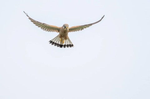 The common kestrel (Falco tinnunculus) is in flight, searching for its prey in the sky. The bird
