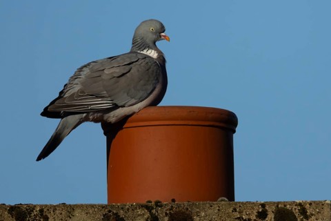 Wood pigeon (Columba palumbus) adult garden bird on an urban house roof chimney pot, Suffolk,