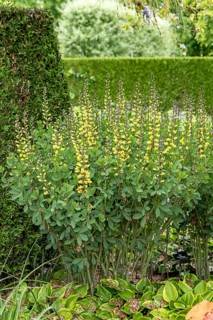 Dyer's meringue (Baptisia 'Lemon Meringue'), Tuinen van Appeltern, Netherlands
