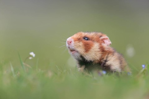 European hamster (Cricetus cricetus), in flower meadow, sniffing and securing, cemetery in Vienna,