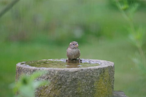 House sparrow (Passer domesticus), female, Birdbath, The bird is sitting on the edge of a water