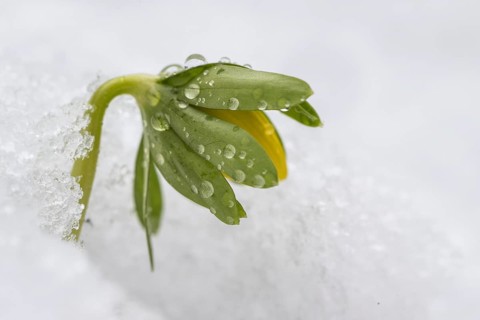 Winter aconite (Eranthis hyemalis), Emsland, Lower Saxony, Germany