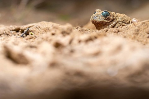 Close-up of a common spadefoot toad, Pelobates cultripes, with distinctive eyes, partially buried