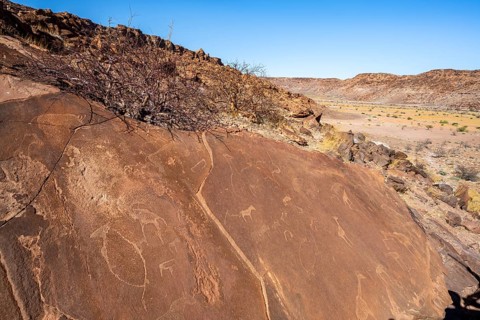Depictions of animals on a rock slab, petroglyphs, rock engravings, Twyfelfontein, Kunene, Namibia
