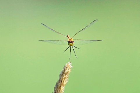 Marsh dragonfly (Sympetrum depressiusculum), female approaching a blade of grass, Switzerland